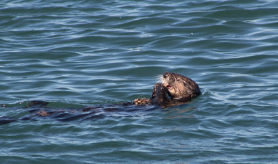 Fototapeta premium California Sea Otter