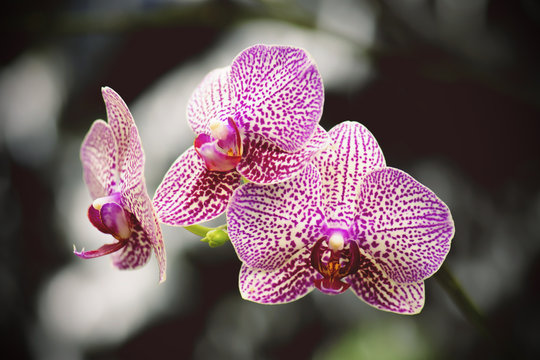 Fototapeta beautiful pink and white orchid in nature