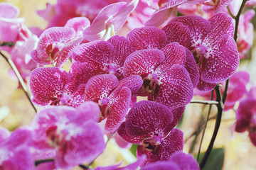 Fototapeta na wymiar beautiful orchid flower in winter