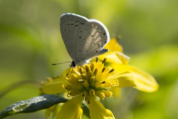 Butterfly 2017-123 / Common white butterfly on wildflower