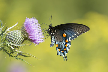 Butterfly 2017-124 / Black Swallowtail on thistle
