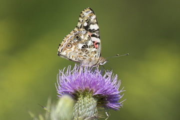 Butterfly 2017-125 / Butterfly on thistle