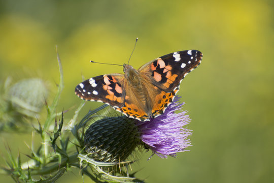 Butterfly 2017-126 / Painted lady butterfly on thistle