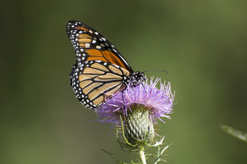 Fototapeta na wymiar Butterfly 2017-130 / Monarch on thistle's flower