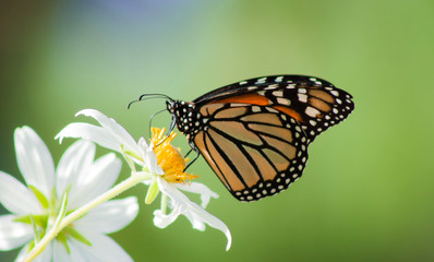 California Monarch Butterfly