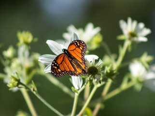 Fototapeta na wymiar California Monarch Butterfly