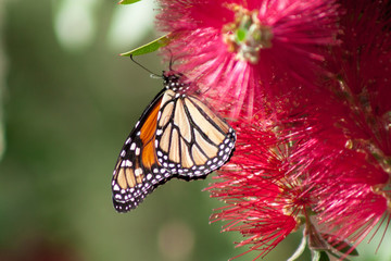 Fototapeta na wymiar California Monarch Butterfly