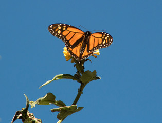 California Monarch Butterfly