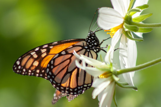 California Monarch Butterfly