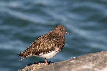 California Coastal Birds 