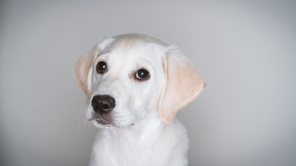 Cute white lab puppy