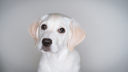 Cute white lab puppy