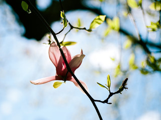 Magnolia in sunny blue sky