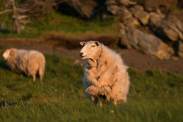 Fototapeta premium The sheep (Ovis aries) of Trout River, Gros Morne