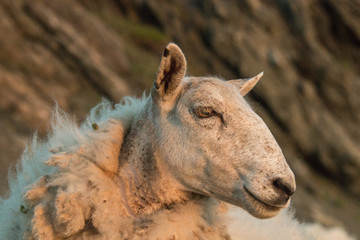 The sheep (Ovis aries) of Trout River, Gros Morne