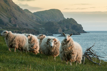 The sheep (Ovis aries) of Trout River, Gros Morne - obrazy, fototapety, plakaty