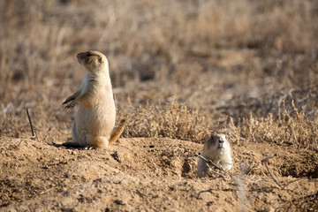 Black-tailed Prarie Dogs at Rocky Mountain Arsenal, Denver, CO