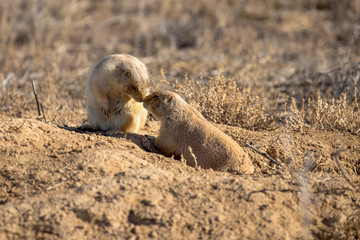 Black-tailed Prarie Dogs 