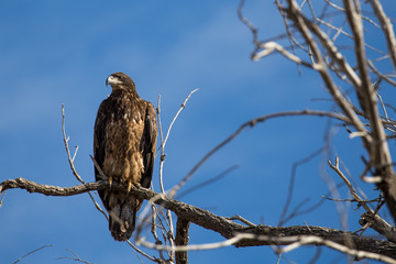 Juvenile Bald Eagle in Tree