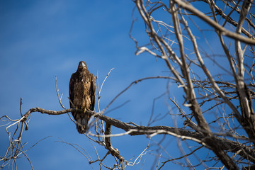 Juvenile Bald Eagle in Tree