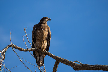 Juvenile Bald Eagle in Tree