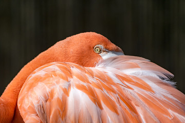flamingo resting