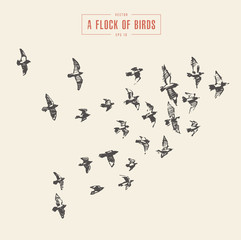 A flock of birds drawn vector illustration, sketch