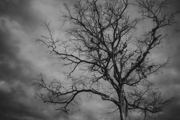 Tree top and cloudy sky background