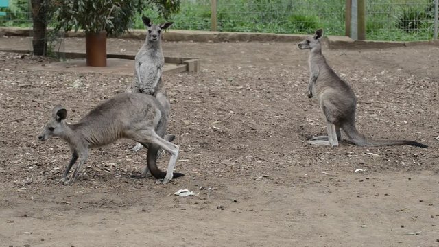 Eastern Grey Kangaroos in Australia