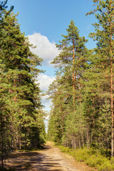 dirt road in the woods