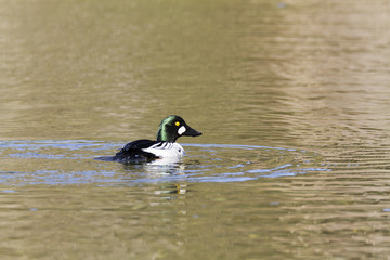Common Golden eye Duck on water