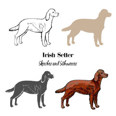 Irish setter dogs sketches