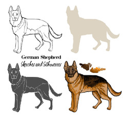  German Shepherd Dogs  Sketches