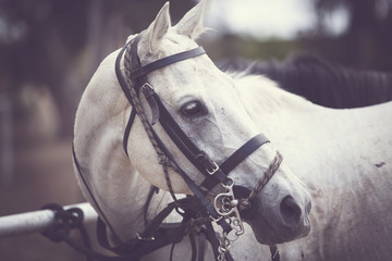 White horse