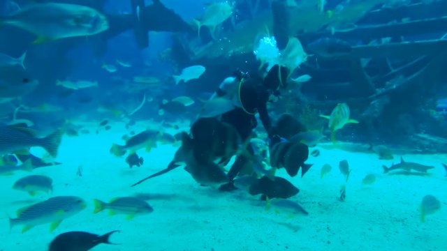 Singapore. December 04, 2017: Video footage of group of fish feeded by a male diver in S.E.A. Aquarium at Marine Life Park in Sentosa Island, Singapore