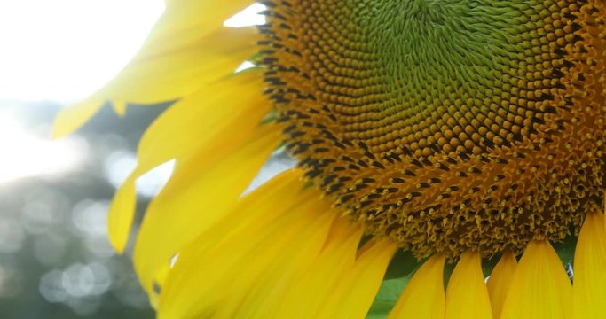 beautiful in nature, close-up focus on pollen of sunflower