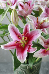 Pink and red lily flowers.