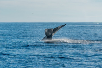 Naklejka premium Whales