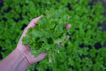 Naklejka na ściany i meble Fresh organic green lettuce in women hand background. Vegetable salad lettuce.