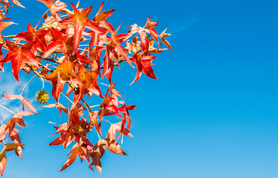 close up of  a tree branch with colorful autumn leaves under a blue sky
