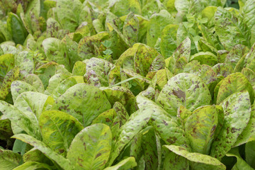 baby lettuce growing in garden