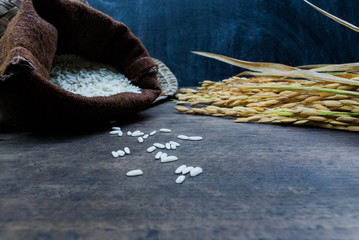 Thailand Rice on wooden table, rice in sackcloth and rice paddy on black wood,rice in sack,white rice in burlap sack with rice grain on the black wood