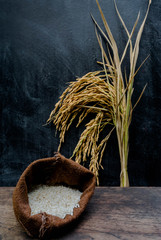 Thailand Rice on wooden table, rice in sackcloth and rice paddy on black wood,rice in sack,white rice in burlap sack with rice grain on the black wood