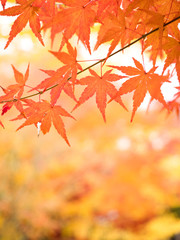 紅葉したカエデの葉