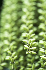 close up green betel palm seed. selective focus