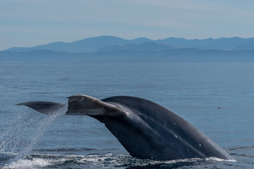 Obraz premium Whales