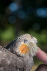 リラックスするオカメインコ