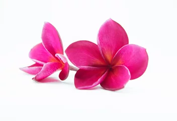 Poster pink plumeria flower with isolated background © jumjie