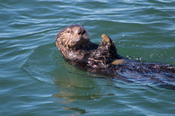 Obraz premium California Sea Otter