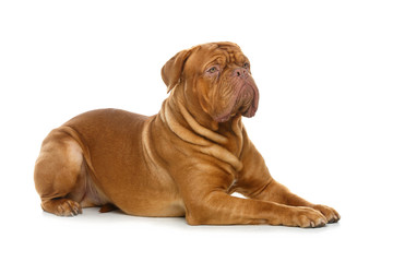 Obraz premium beautiful bordeaux dogue dog